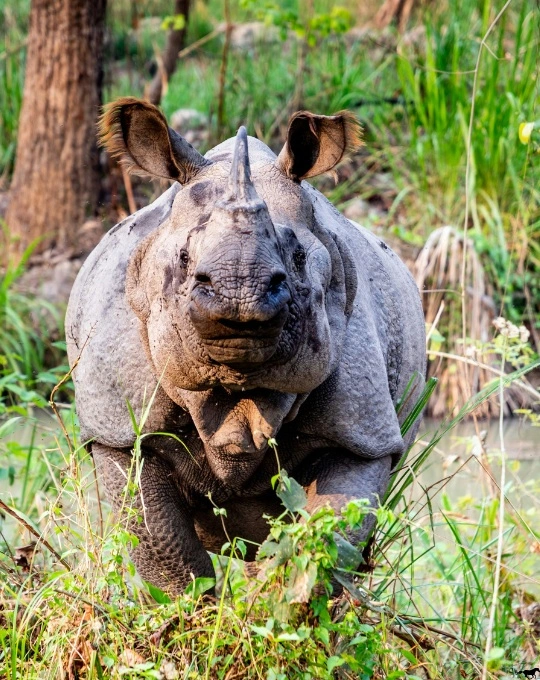 Chitwan