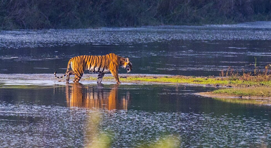 Bardia National Park