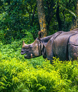 Chitwan