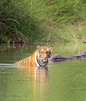 Bardia National Park