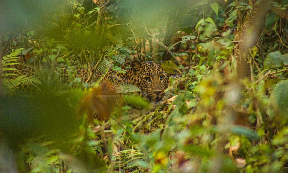 Wilderness Film Productions wildlife captures